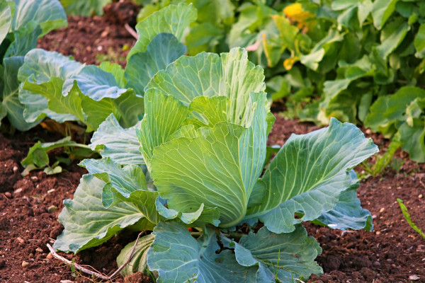 white-cabbage-2770028_1920