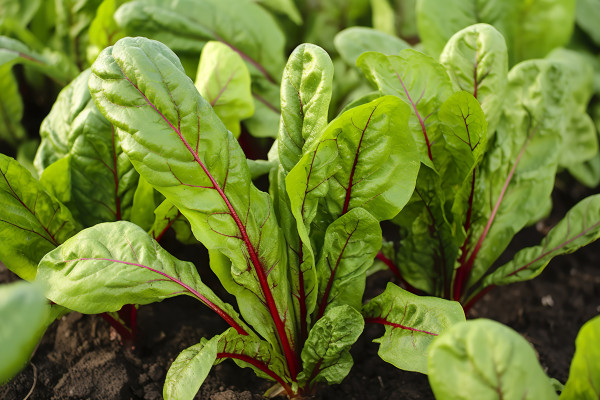 large-chard-growing-in-an-urban-garden-garden-beet-and-salad-leaves-close-up-generative-aiWZUaQqDIY2z5s