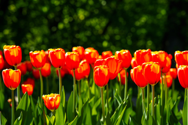 large-red-tulips-lit-by-sunlight-on-a-flower-bed-landscaping