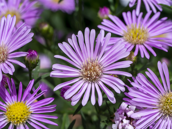 large-close-up-marguerite-daisy-flower-1