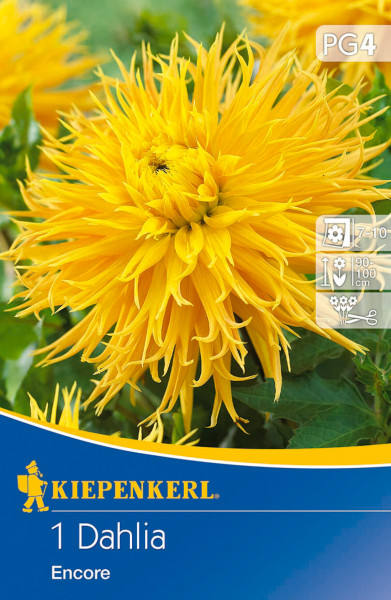 Produktbild von Kiepenkerl Splitt-Dahlie Encore mit Nahaufnahme der gelben Blüte und Verpackungsdesign mit Pflanzinformationen.