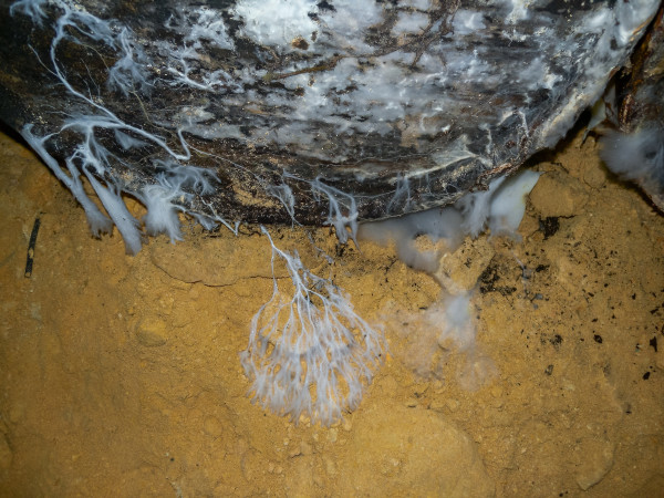 2400-creeping-mold-colonies-on-rotten-wood-and-organic-remains-in-the-humid-odessa-catacombs