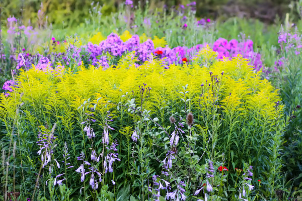 2400-multicolored-flower-bed-with-beautiful-summer-flowers