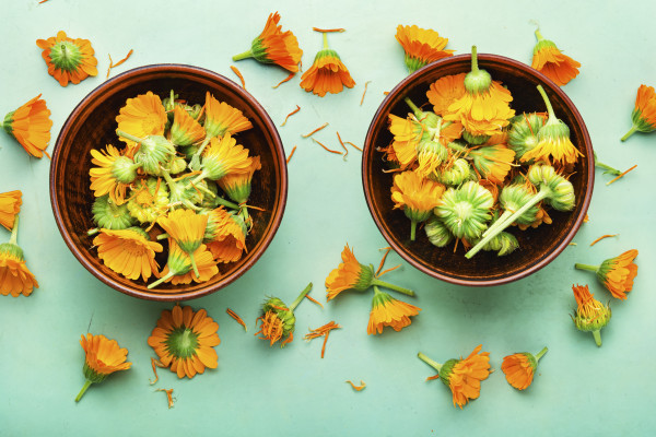 2400-marigold-flowers-or-calendula-top-view