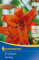 Kiepenkerl Lilie Fire King