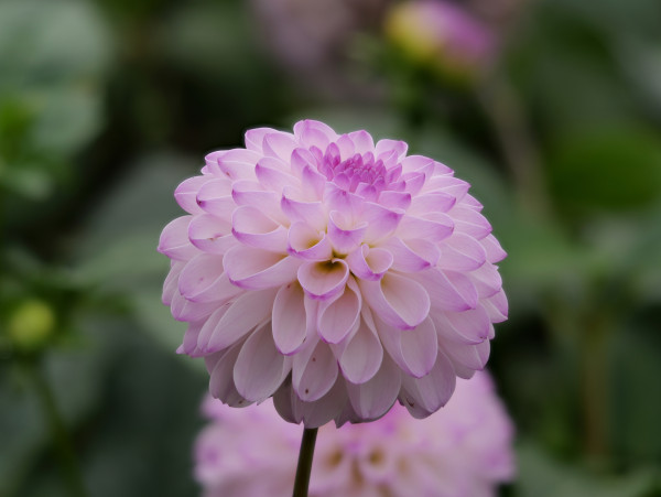 large-a-close-up-of-a-purple-flower-with-green-leaves