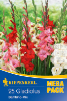 Kiepenkerl Gladiole Bambino Mischung