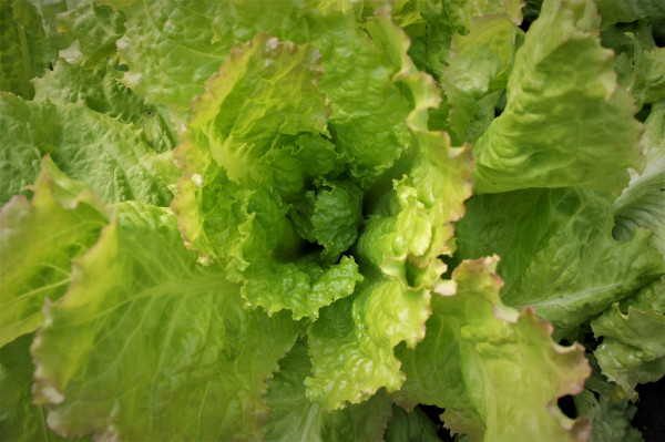 iceberg-lettuce-7117993_1920