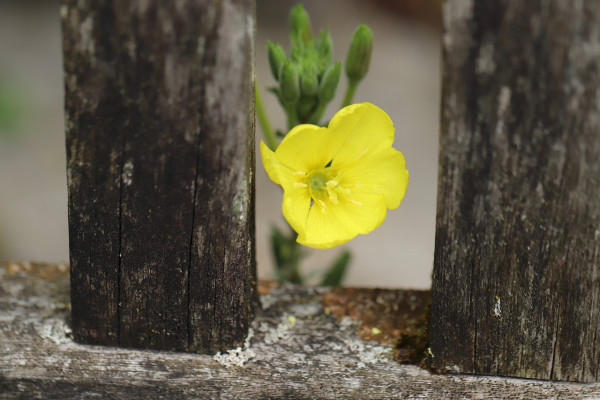 evening-primrose-4505736_1280