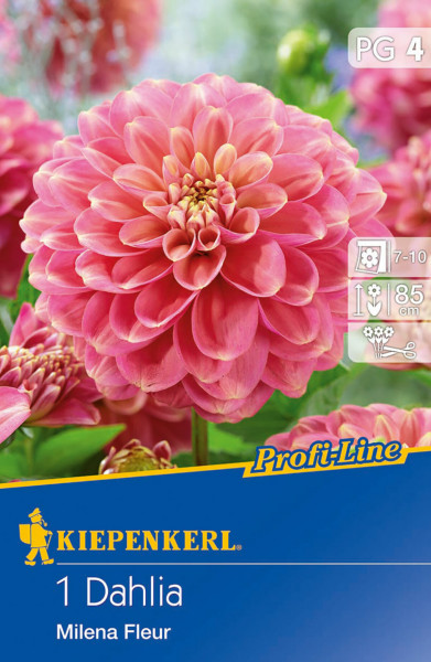 Produktbild von Kiepenkerl Dekorative Dahlie Milena Fleur mit rosa Blüten und Pflegehinweisen auf der Verpackung