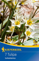 Kiepenkerl Wildtulpe turkestanica