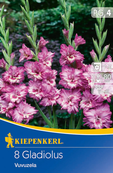 Produktbild von Kiepenkerl Frizzled Gladiole Vuvuzela mit Blüten in Pinktönen und Informationen zur Blütezeit sowie Wuchshöhe.