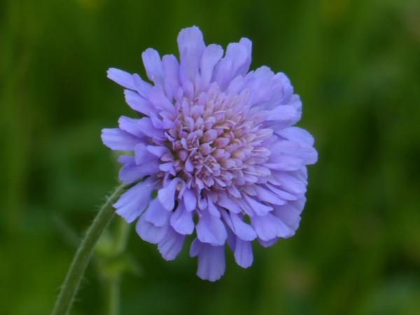 field-scabious-167426_1280-1