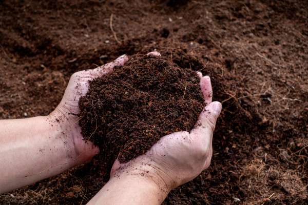 2400-hand-holding-fertile-black-soil-agriculture-organic-gardening-planting-or-ecology-concept-environmental-earth-day-banner-top-view-copy-space-farmer-checking-before-sowing-1