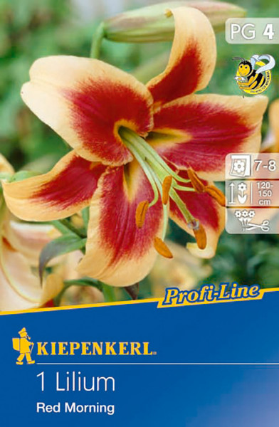 Produktbild von Kiepenkerl Baum-Lilie Red Morning mit Abbildung der Blüte sowie Angaben zur Pflanzzeit Blütezeit und Wuchshöhe.