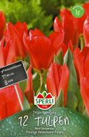 Sperli Fosteriana-Tulpe Red Emperor