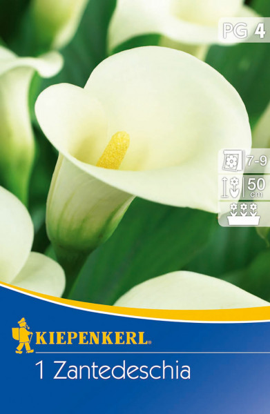 Produktbild von Kiepenkerl Calla Weiß mit Nahaufnahme der Blume und Verpackungsdesign inklusive Markenlogo und Anbauinformationen.