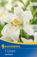 Kiepenkerl Madonnenlilie