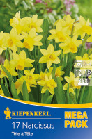 Kiepenkerl Mega-Pack Steingarten Narzisse Tête à Tête