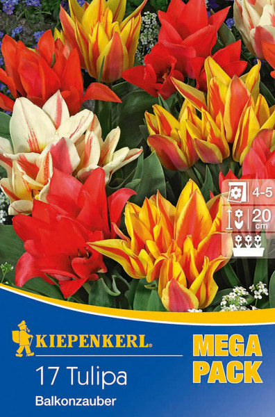 Produktbild von Kiepenkerl Mega-Pack Botanische Tulpe Balkonzauber Mischung mit blühenden Tulpen und Verpackungsinformationen.