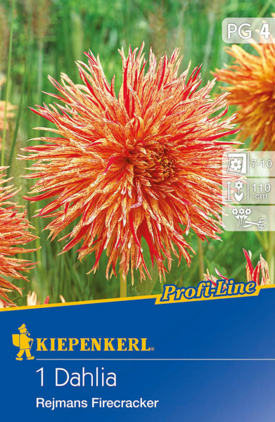 Produktbild der Kiepenkerl Splitt-Dahlie Reijmans Firecracker mit Nahaufnahme der rot-gelben Blüte und Verpackung die Produktname und Informationen zeigt