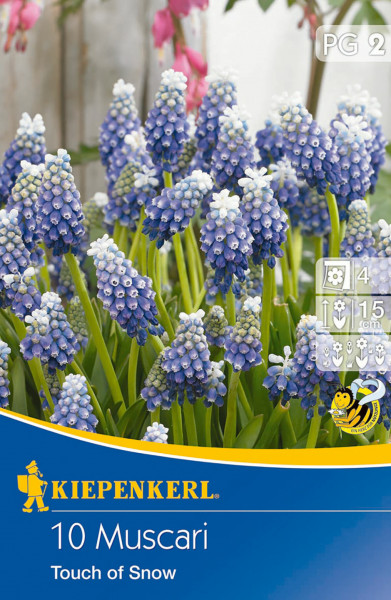 Produktbild von Kiepenkerl Traubenhyazinthen Touch of Snow mit blühenden blau-weißen Blumen und Verpackungsinformationen