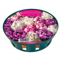 Sperli Young Generation Romantic Island