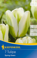 Kiepenkerl Viridiflora-Tulpe Spring Green