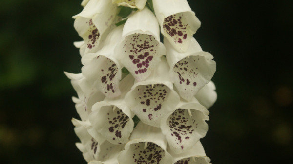 foxgloves-6379182_1920