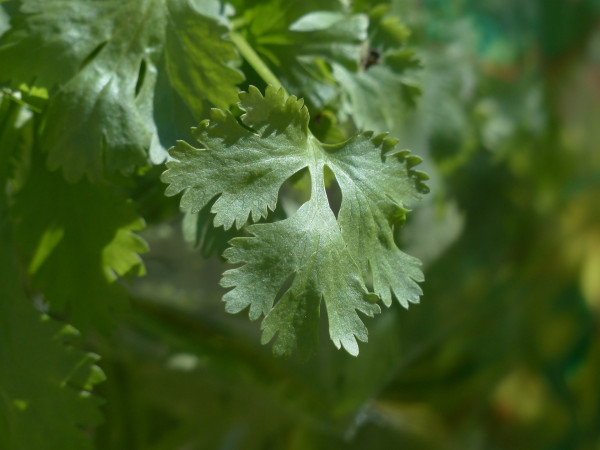 real-coriander-115373_1920