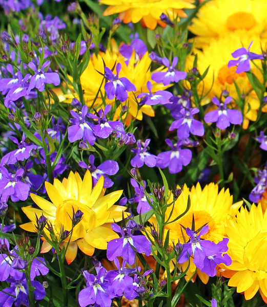 everlasting-flowers-1500535_1920