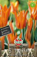 Sperli Lilienblütige Tulpe Ballerina