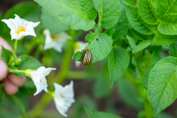 large-colorado-potato-beetle-munching-on-potato-leaves-in-a-garden-damaging-the-plant-and-threatening-crop-yield-while-posing-challenges-for-farmers-and-gardeners-alike