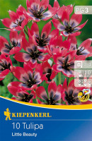 Kiepenkerl Wildtulpe Little Beauty
