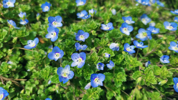 2400-blue-flowers-on-meadow-spring-blossom