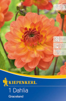 Kiepenkerl Seerosen-Dahlie Graceland