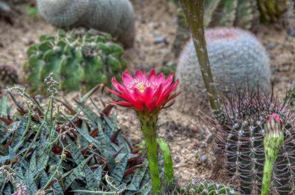 cactus-flower-4499825_1920