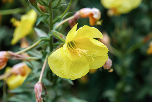 2400-oenothera-biennis-evening-primrose-yellow-flowers-in-the-herb-garden
