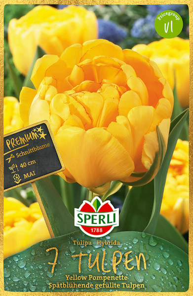 Premium Gefüllte Späte Tulpe Yellow Pompenette