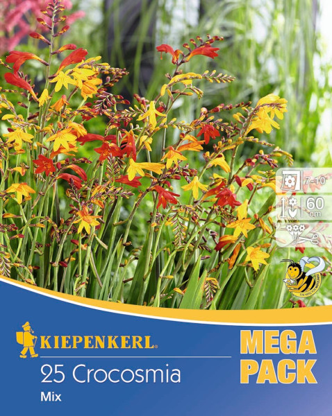 Produktbild von Kiepenkerl Montbretien Mischung mit der Bezeichnung Mega Pack 25 Crocosmia Mix und Angaben zur Blütezeit sowie Wuchshöhe