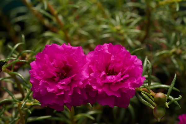 portulaca-6537204_1920dZsmtR2GnSRfA