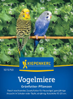 Kiepenkerl Vogelmiere