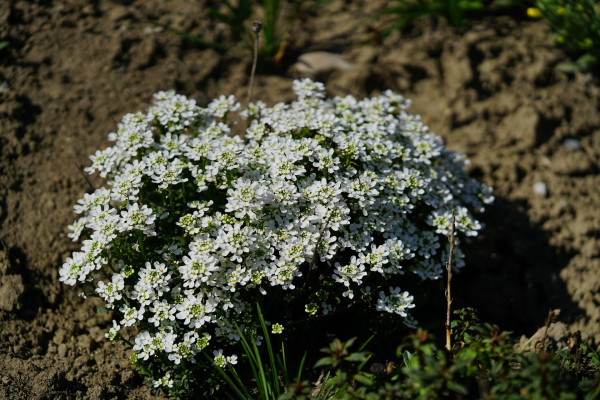 beach-silver-herb-3164008_1920