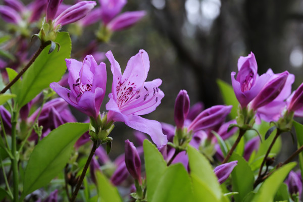 azalea-5029605_1920