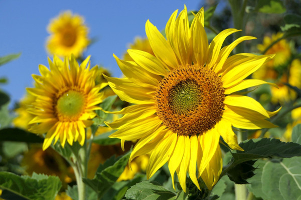 sunflowers-3526901_1920