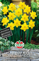 Sperli Großkronige Narzisse California