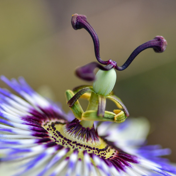 passionflower-5727305_1920