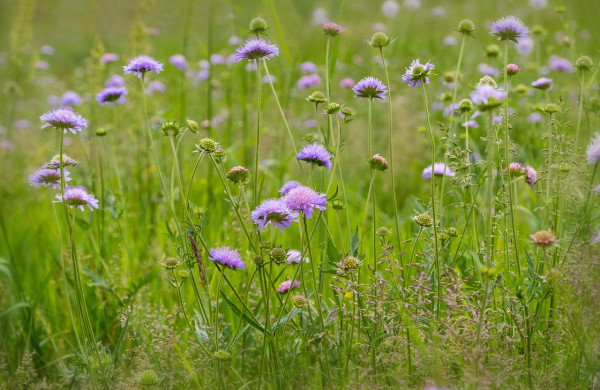 scabious-5128079_1280