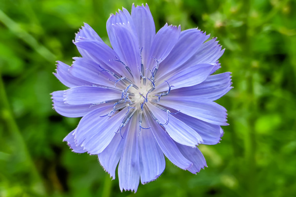 2400-blue-cicor-flower