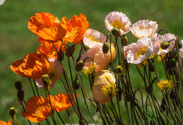 2400-orange-and-pink-poppies-in-the-grass